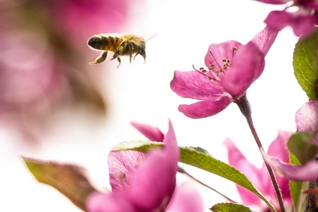 nature-bee-bumblebee-3543228 nature, bee, bumblebee-3543228.jpg